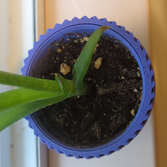 Starter plant pot 🪴 - Picture 2 of 3